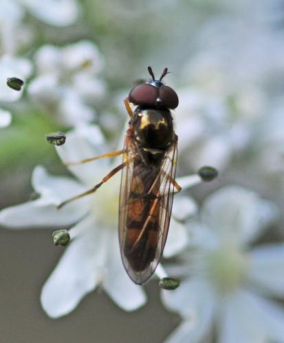 Melanostoma mellinum